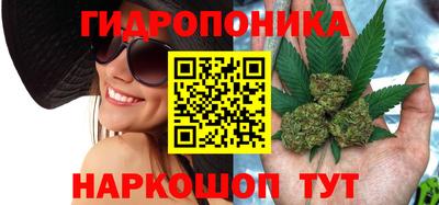 шишки Будённовск